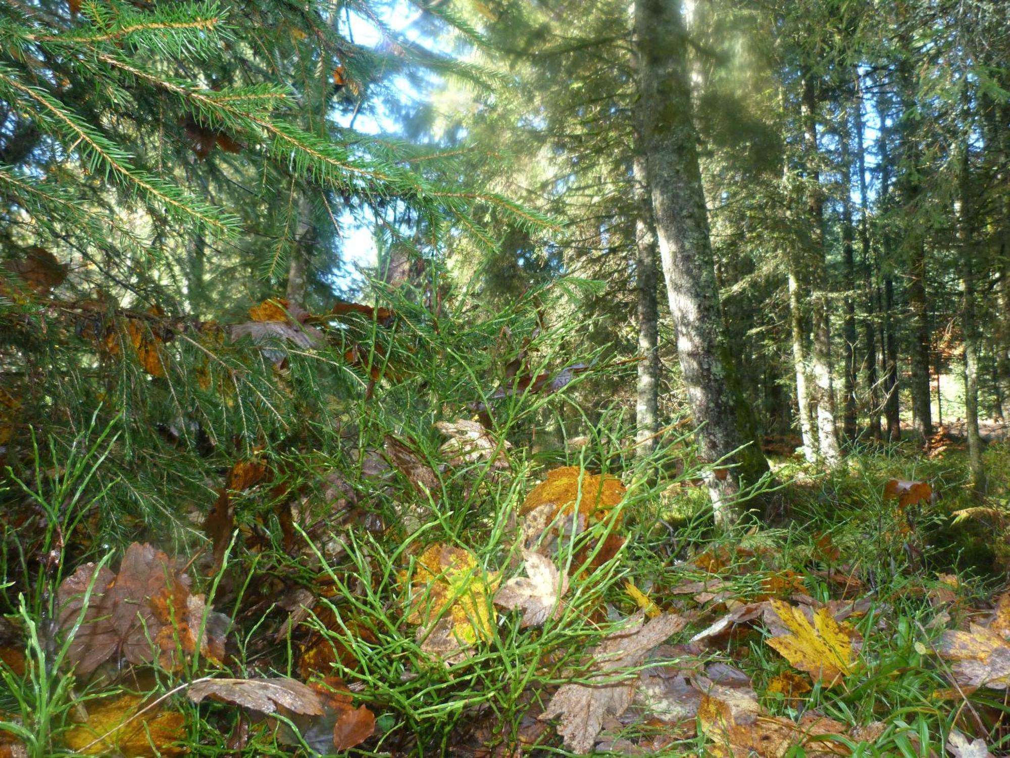 Domaine Des Hauts Viaux La Bresse Exteriér fotografie