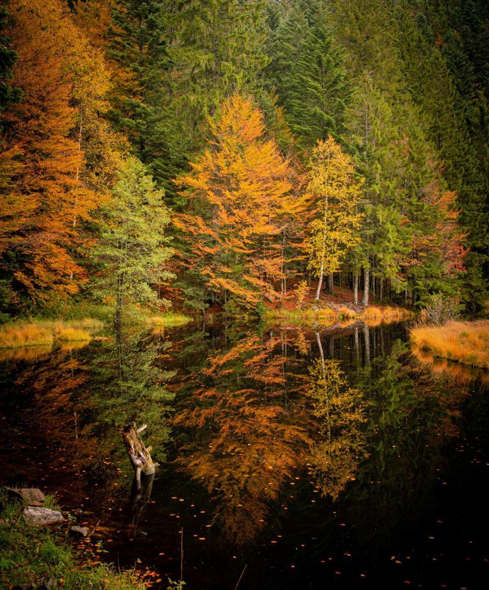 Domaine Des Hauts Viaux La Bresse Exteriér fotografie